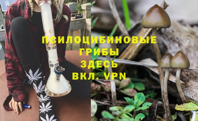 Псилоцибиновые грибы Cubensis Абинск